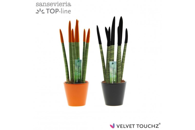 Sansevieria cylindrica Sansevieria VELVET TOUCHZ® Halloween mix In ker 