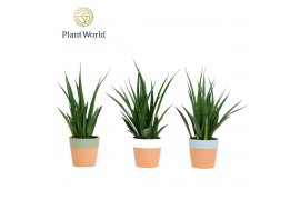 Sansevieria kirkii friends Sansevieria kirkii Friends in keramiek Romy