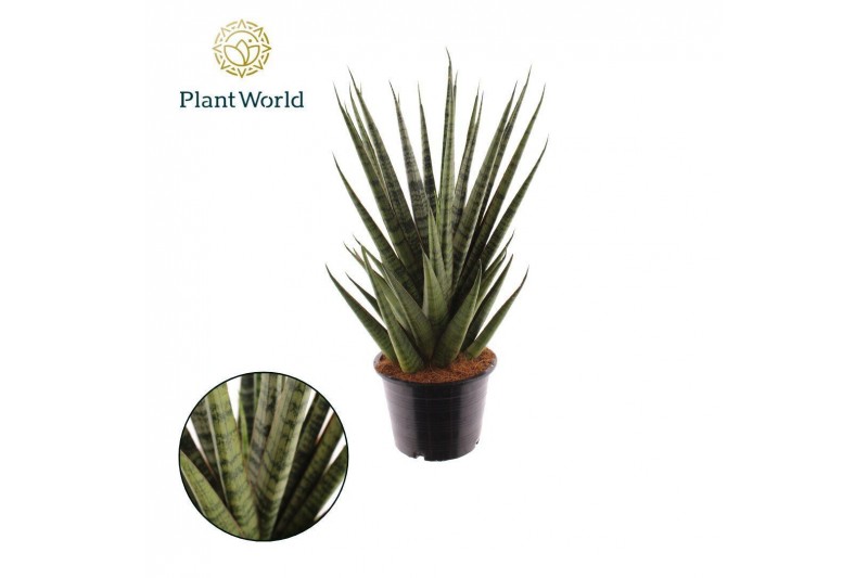 Sansevieria cylindrica Sansevieria Sem 