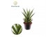 Sansevieria cylindrica Sansevieria Starshooter 