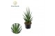 Sansevieria cylindrica Sansevieria Dancing Queen 