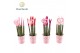 Sansevieria cylindrica Sansevieria VELVET TOUCHZ® Tainted Love Papercu 