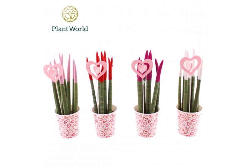 Sansevieria cylindrica Sansevieria VELVET TOUCHZ® Tainted Love Papercu 