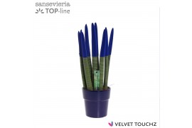 Sansevieria cylindrica Sansevieria VELVET TOUCHZ® Blauw in keramiek Ed