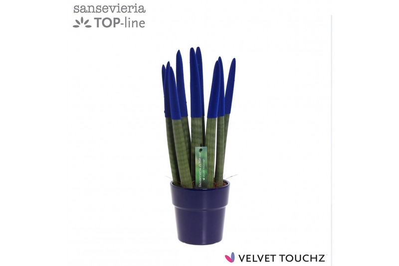 Sansevieria cylindrica Sansevieria VELVET TOUCHZ® Blauw in keramiek Ed 