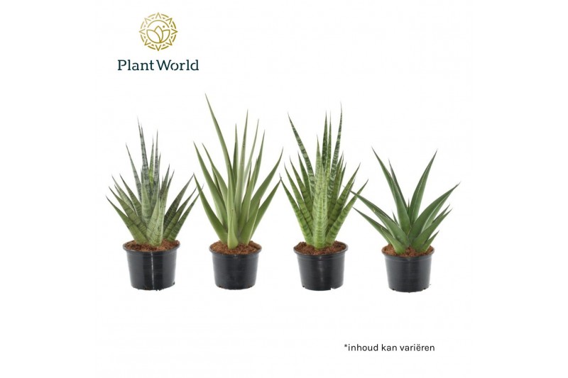 Sansevieria cylindrica Sansevieria Prestige Mix 