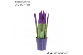Sansevieria cylindrica Sansevieria VELVET TOUCHZ® Paars in keramiek Ed