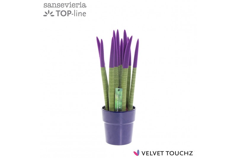 Sansevieria cylindrica Sansevieria VELVET TOUCHZ® Paars in keramiek Ed 