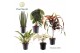 Kamerplanten mix groen Luxury mix P19 overig pp 