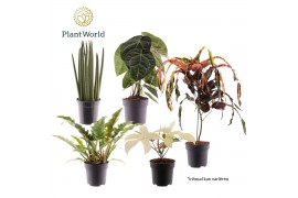 Kamerplanten mix groen Luxury mix P19 overig pp