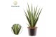 Sansevieria Sansevieria trifciata Pineapple 
