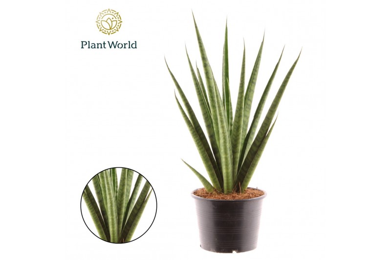Sansevieria Sansevieria trifciata Pineapple 