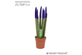 Sansevieria cylindrica Sansevieria VELVET TOUCHZ® Paars