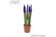 Sansevieria cylindrica Sansevieria VELVET TOUCHZ® Paars 
