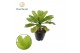 Brighamia insignis hawaiian palm Brighamia insignis Hawaii Palm 2 pp 