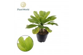 Brighamia insignis hawaiian palm Brighamia insignis Hawaii Palm 2 pp