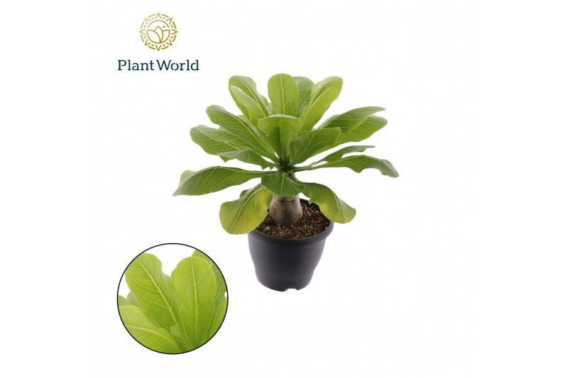 Brighamia insignis hawaiian palm Brighamia insignis Hawaii Palm 2 pp 