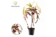 Codiaeum variegatum dreadlocks Croton Dreadlock 1 pp 