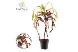 Codiaeum variegatum dreadlocks Croton Dreadlock 1 pp