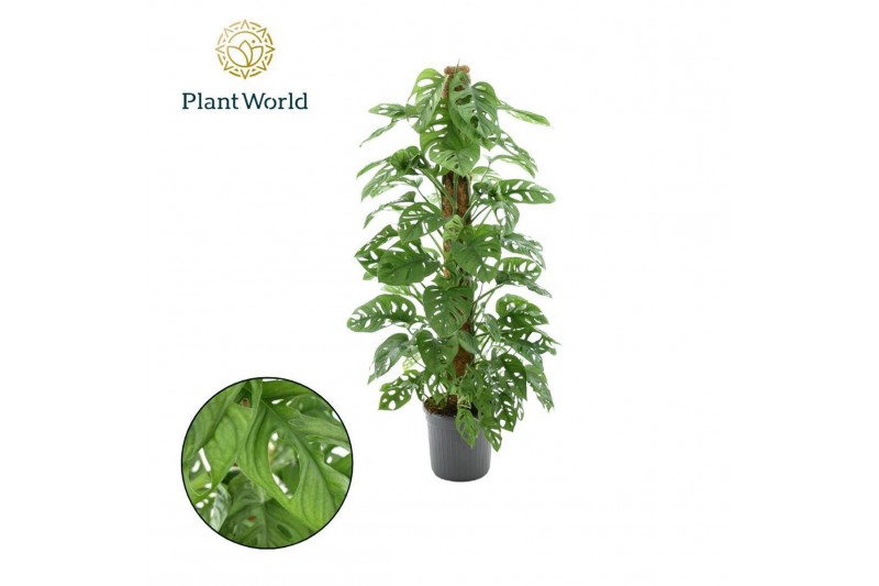 Monstera obliqua monkey mask Monstera obliqua Monkey Leaf Mosstok P20  