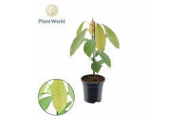 Kamerplanten mix Cacao Theobrama 1 pp zonder bloem bl.