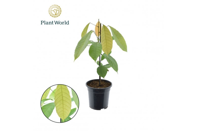 Kamerplanten mix Cacao Theobrama 1 pp zonder bloem bl. 