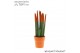 Sansevieria cylindrica Sansevieria VELVET TOUCHZ® Oranje in keramiek E 