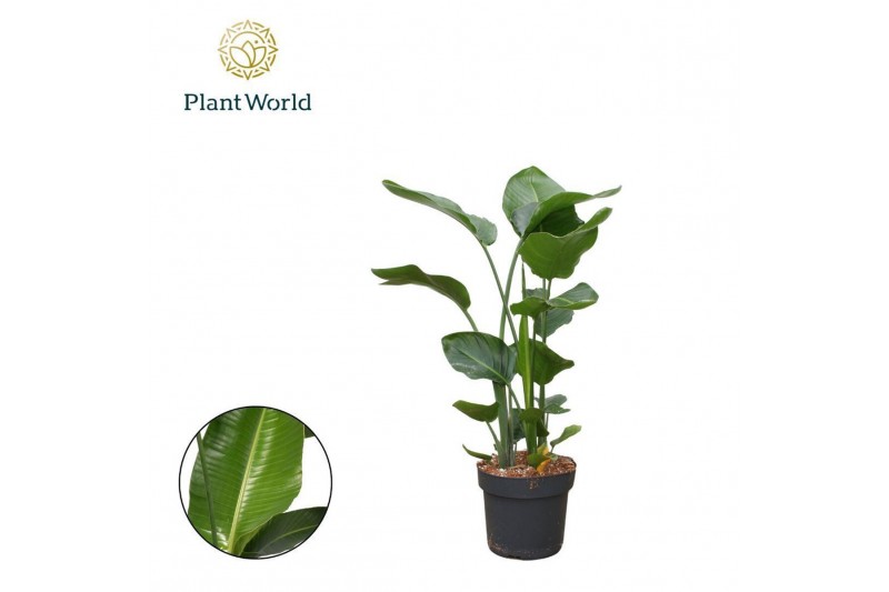 Strelitzia nicolai Strelitzia Nicolai 3 PP (zonder bloem) P24 100-120c 