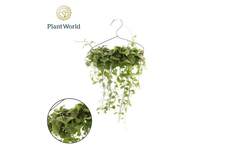 Arrangementen dischidia Dischidia Geri op kledinghanger overig pp 