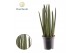 Sansevieria cylindrica Sansevieria cylindrica "Spaghetti" 