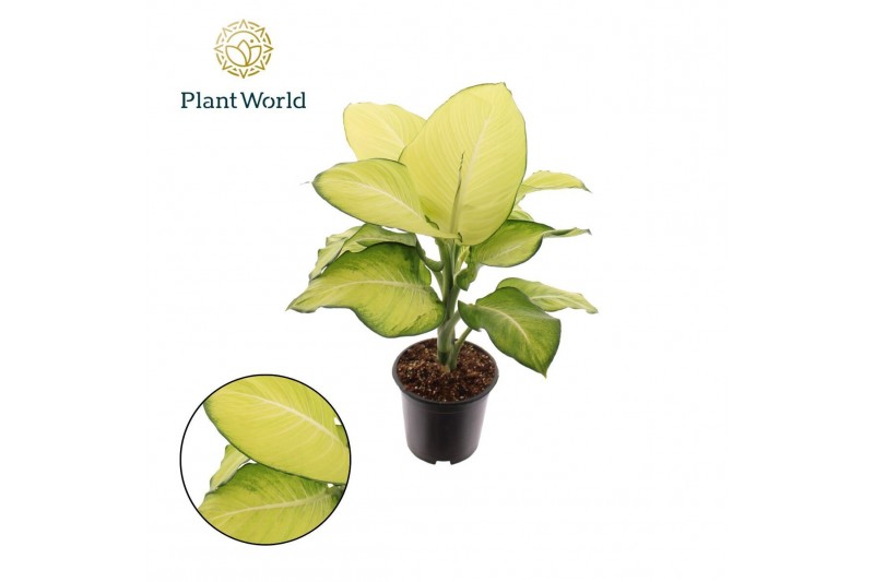 Dieffenbachia Dieffenbachia Tropic Marianne P21 2 pp 