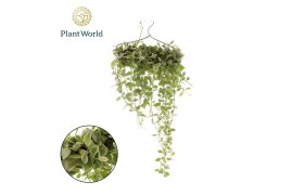 Arrangementen dischidia Dischidia White Diamond op kledinghanger overi