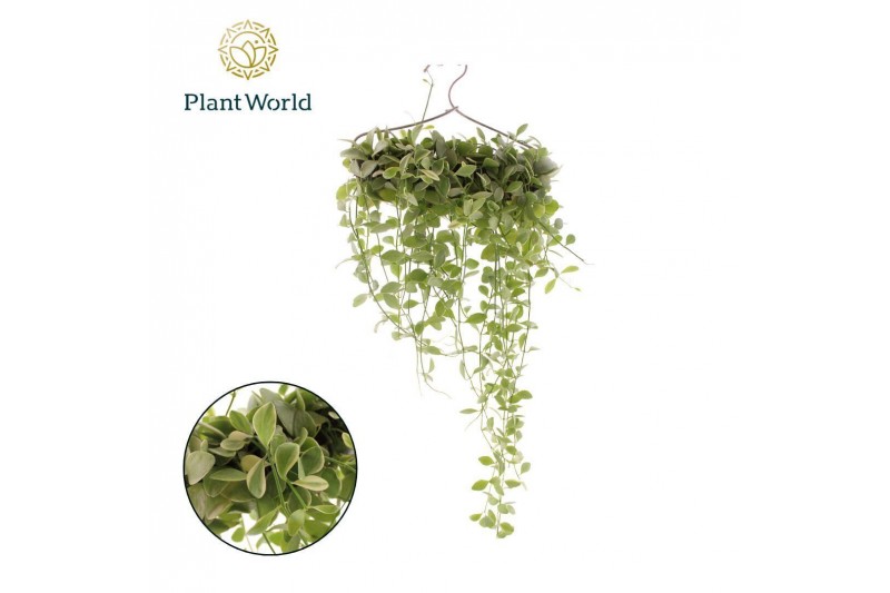 Arrangementen dischidia Dischidia White Diamond op kledinghanger overi 