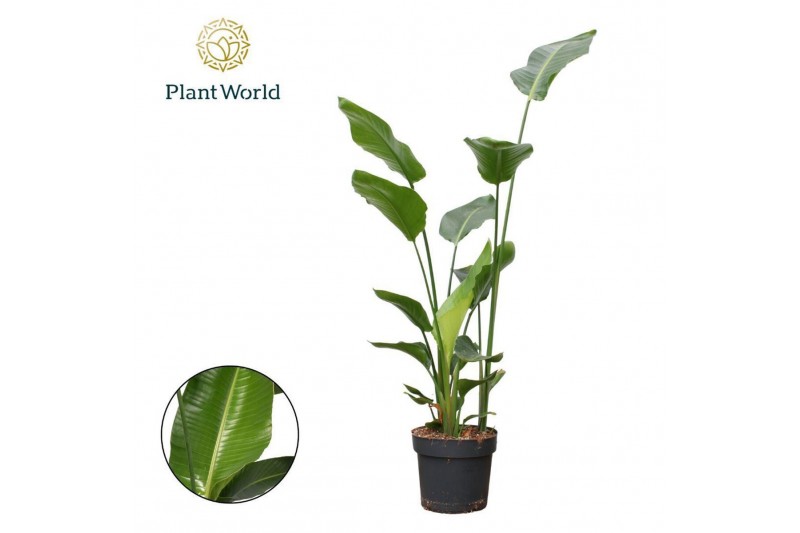 Strelitzia nicolai Strelitzia Nicolai 3 PP (zonder bloem) P24 140-160c 