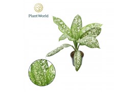 Dieffenbachia Dieffenbachia White Etna 1 pp