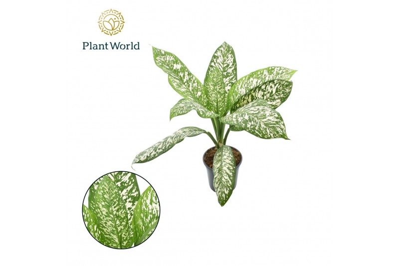 Dieffenbachia Dieffenbachia White Etna 1 pp 