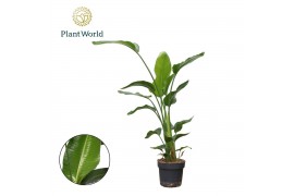 Strelitzia nicolai Strelitzia Nicolai 3 PP (zonder bloem) P24 120-140c