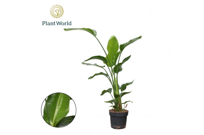 Strelitzia nicolai Strelitzia Nicolai 3 PP (zonder bloem) P24 120-140c 