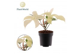 Philodendron Philodendron Florida Ghost 1 pp