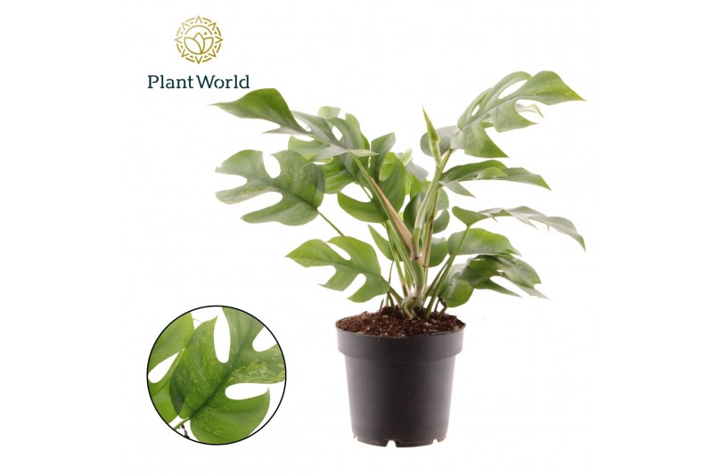 Rhaphidophora tetrasperma Rhaphidophora Tetrasperma Marmer p14 