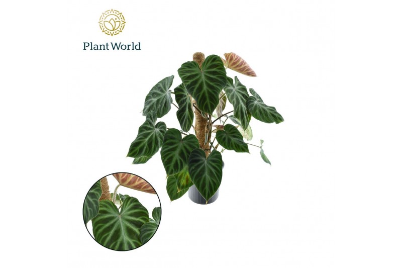 Philodendron verrucosum incensi Philodendron Verrucosum Mosstok 2 pp 