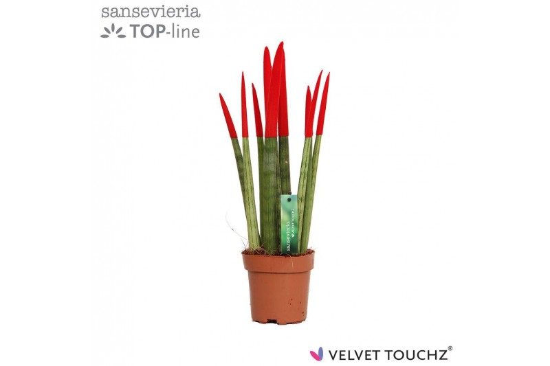 Sansevieria cylindrica Sansevieria VELVET TOUCHZ® Rood 