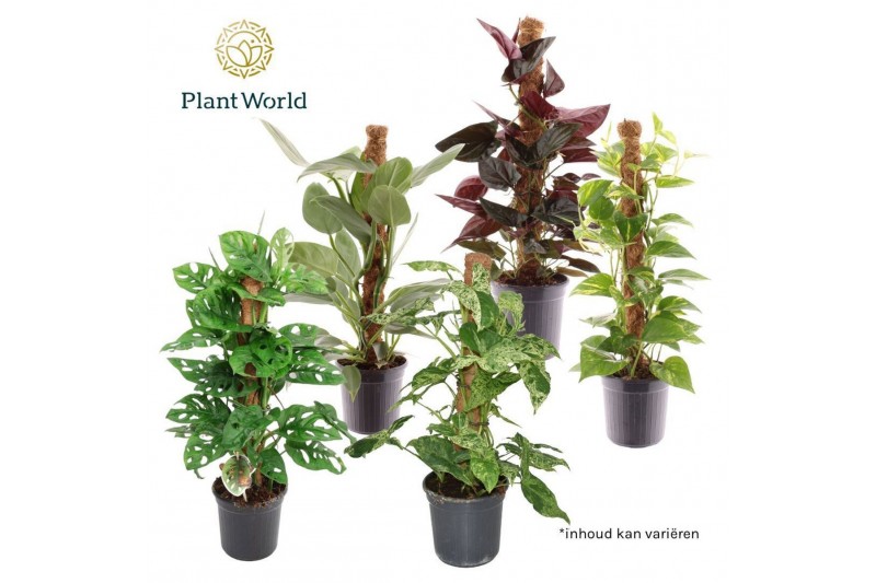 Kamerplanten mix groen Mosstok Mix 2 pp 