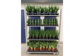 Sansevieria Sansevieria mix CC (soort per laag)