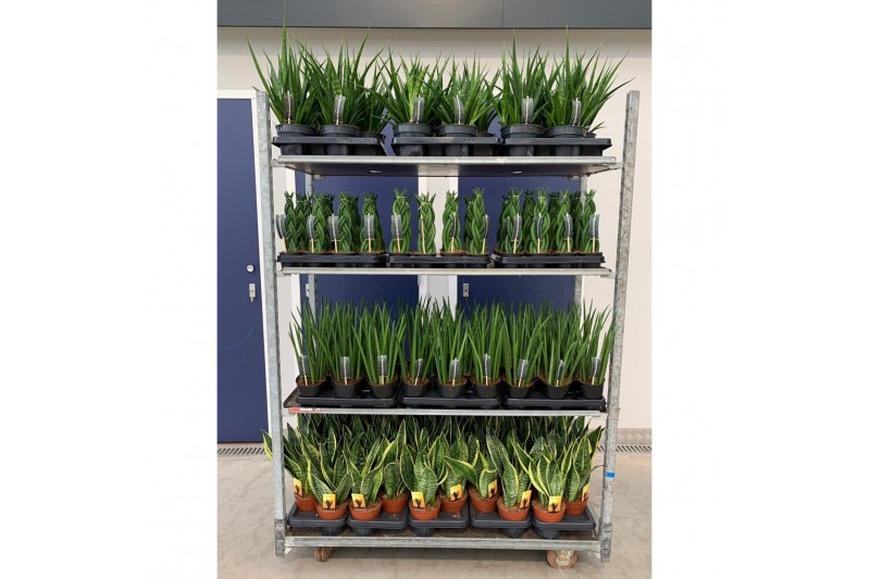 Sansevieria Sansevieria mix CC (soort per laag) 