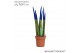 Sansevieria cylindrica Sansevieria VELVET TOUCHZ® Blauw 