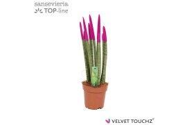 Sansevieria cylindrica Sansevieria VELVET TOUCHZ® Fuchsia