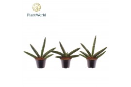 Sansevieria cylindrica skyline Sansevieria Skyline P7