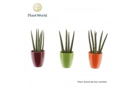 Sansevieria cylindrica Sansevieria cylindrica Spaghetti in keramiek Os