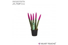 Sansevieria cylindrica Sansevieria VELVET TOUCHZ® Fuchsia